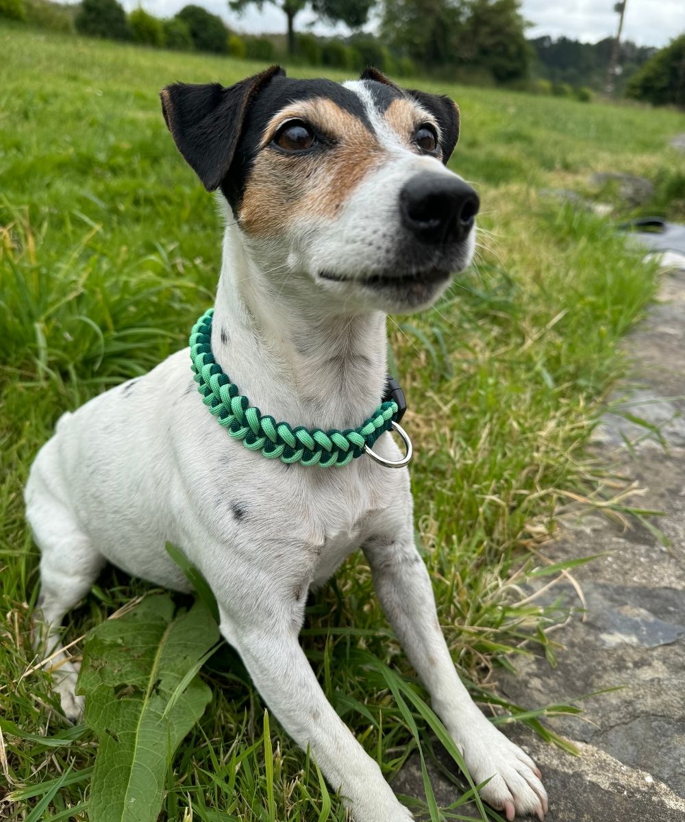 Dark mint - Colliers paracorde chien - sharkJaw