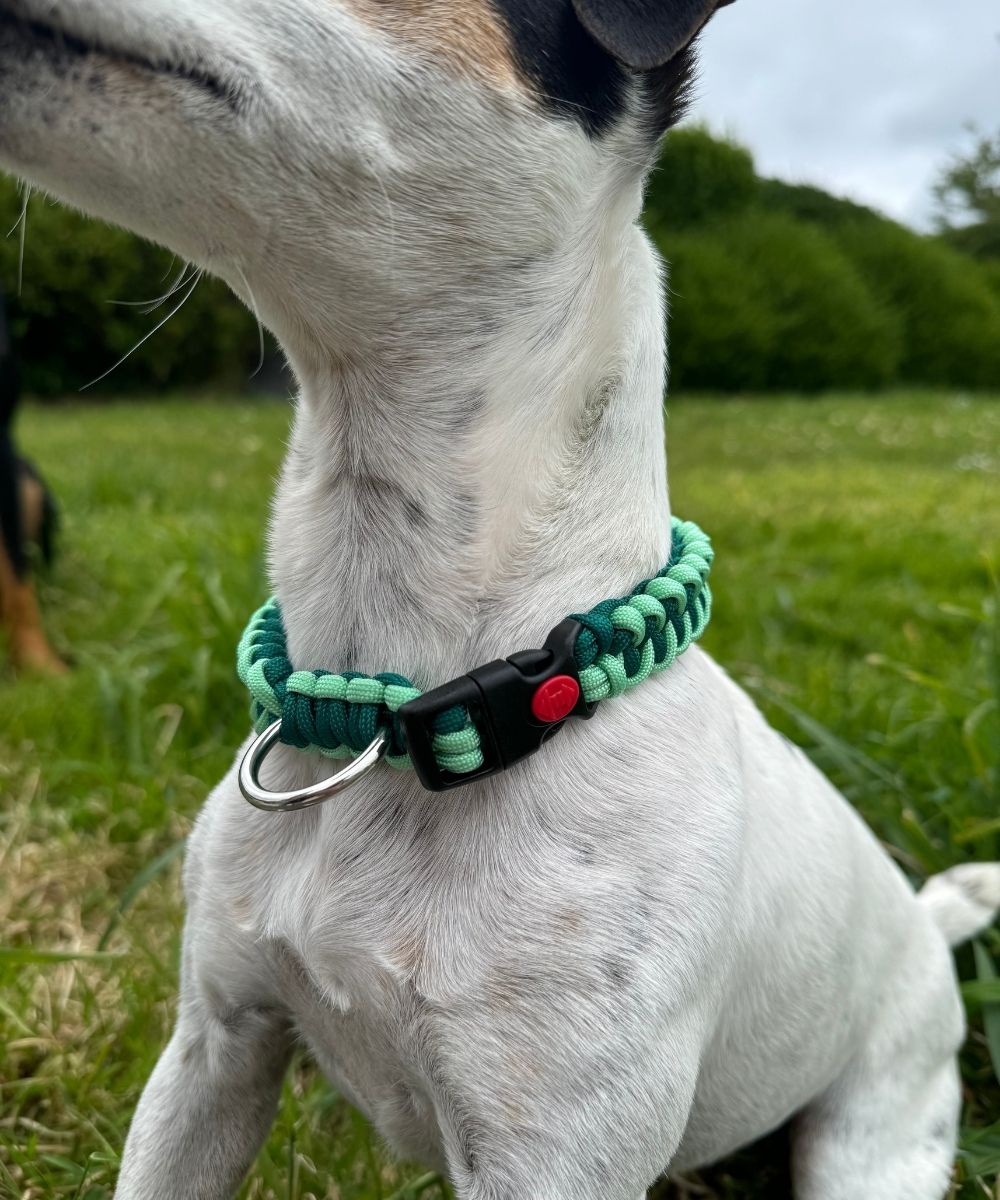 Dark mint - Colliers paracorde chien - sharkJaw