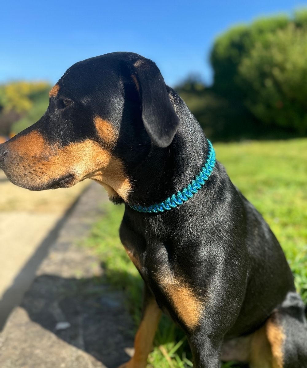 Berry beautiful - Dog paracord collars - sharkJaw
