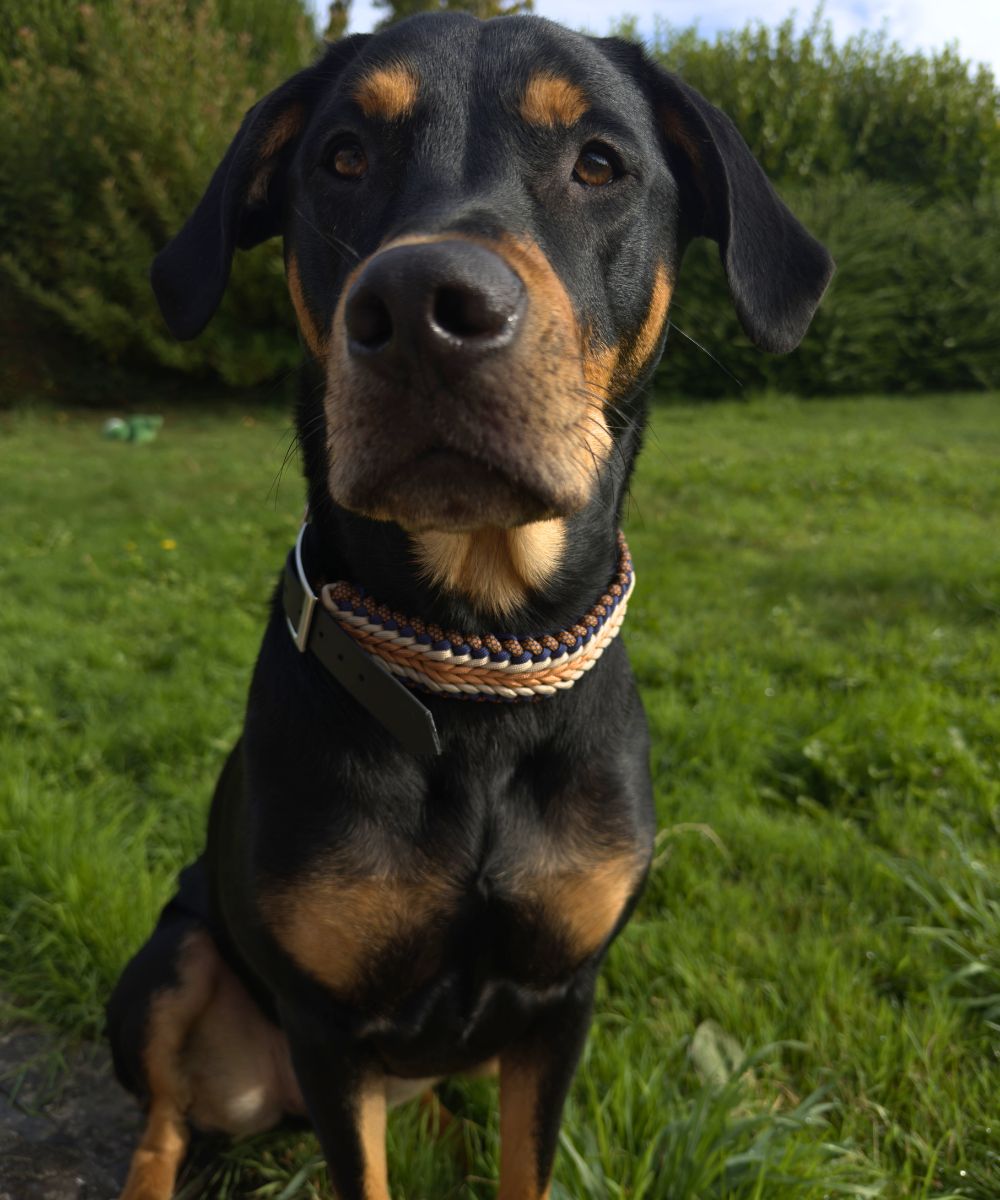 [Édition limitée] Collier réglable Hazel Luna's