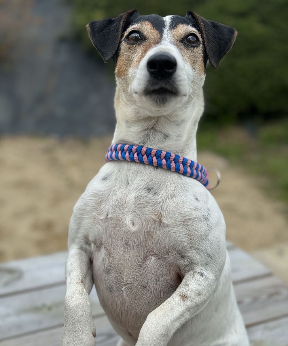 Berry beautiful - Dog paracord collars - sharkJaw